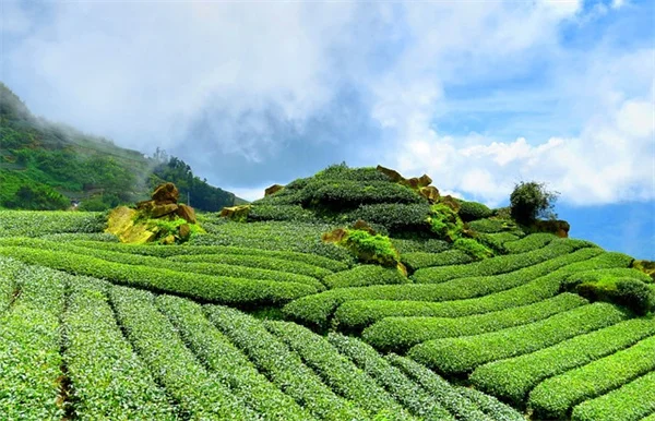プロの園芸家が買わない人気の植物6選｜その理由に納得！