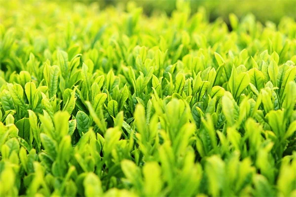 凍原の植物が極寒を生き抜く驚きの適応戦略5選