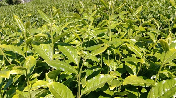 6月でも植えられる！暑さに強い多年草6選 ～実体験から厳選～