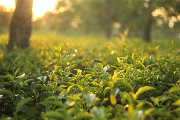 もう植え替えないで！根詰まりを好む観葉植物7選