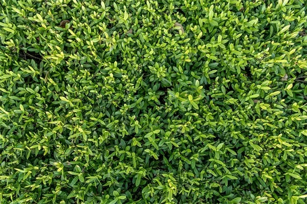 スイカズラが庭に蚊を増やす本当の理由と対策