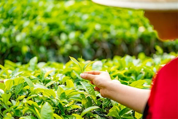吊り下げトマト栽培のコツを経験者が伝授！初心者でも失敗しない方法