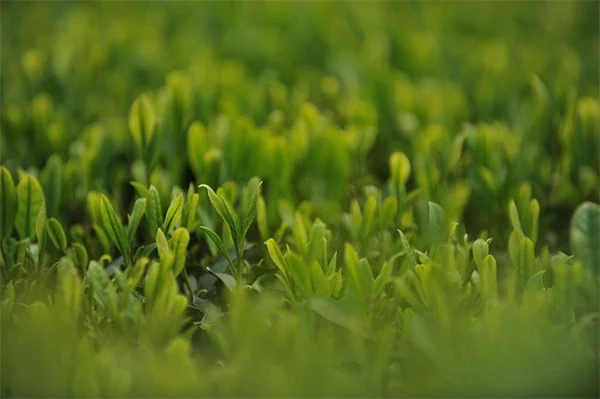 秋植え球根の失敗しない植え方・管理のコツ