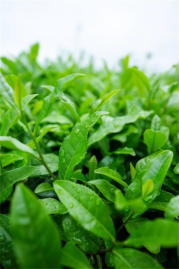 秋植え球根の失敗しない植え方・管理のコツ